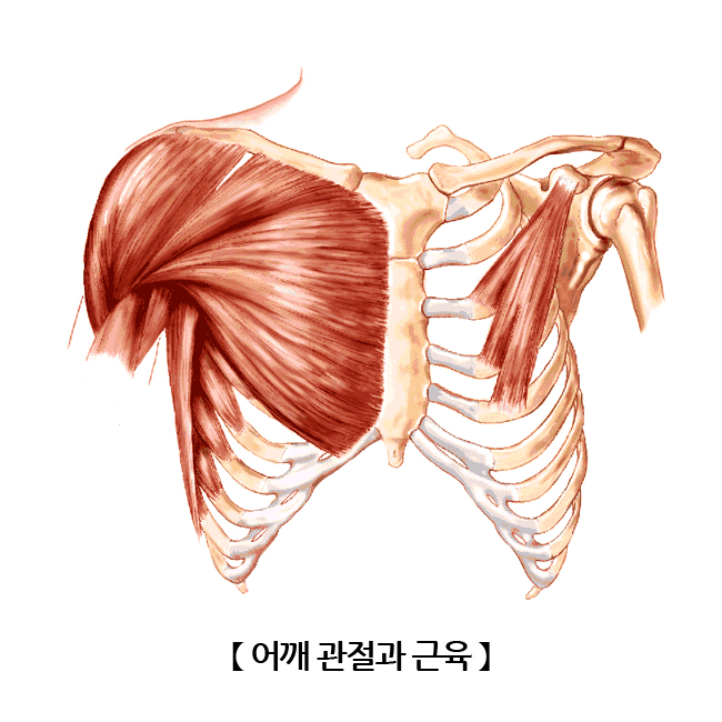 어깨(Shoulder) | 인체정보 | 의료정보 | 건강정보 | 서울아산병원
