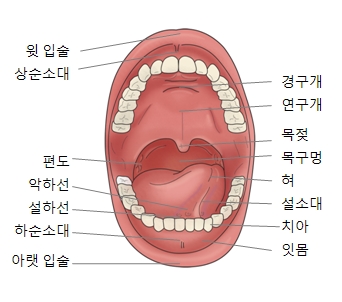 후각장애, 미각장애(Anosmia, Hyposmia) | 질환백과 | 의료정보 | 건강정보 | 서울아산병원