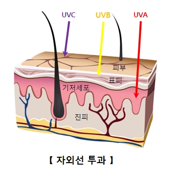 진피(Dermis ) | 인체정보 | 의료정보 | 건강정보 | 서울아산병원